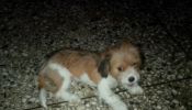 EASTER BONANZA 1male Lhasa puppy for sale at aguda surulere