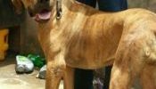 Payments on delivery for 8 months old female boerboel