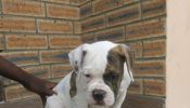 Payments on delivery for high standard American Bulldog puppies